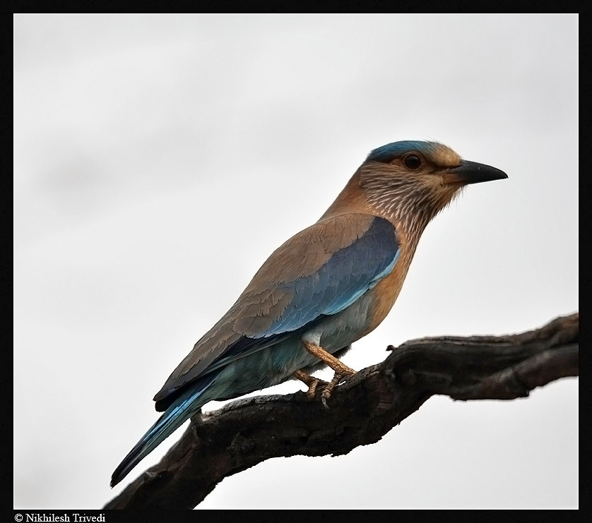 Bird Neelkanth