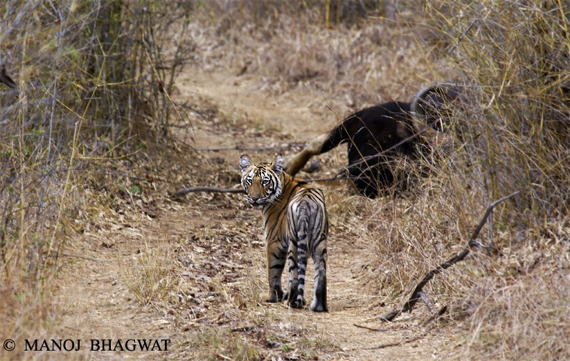 http://www.indianaturewatch.net/images/album/photo/100763829947bae7ac6b4e0.jpg