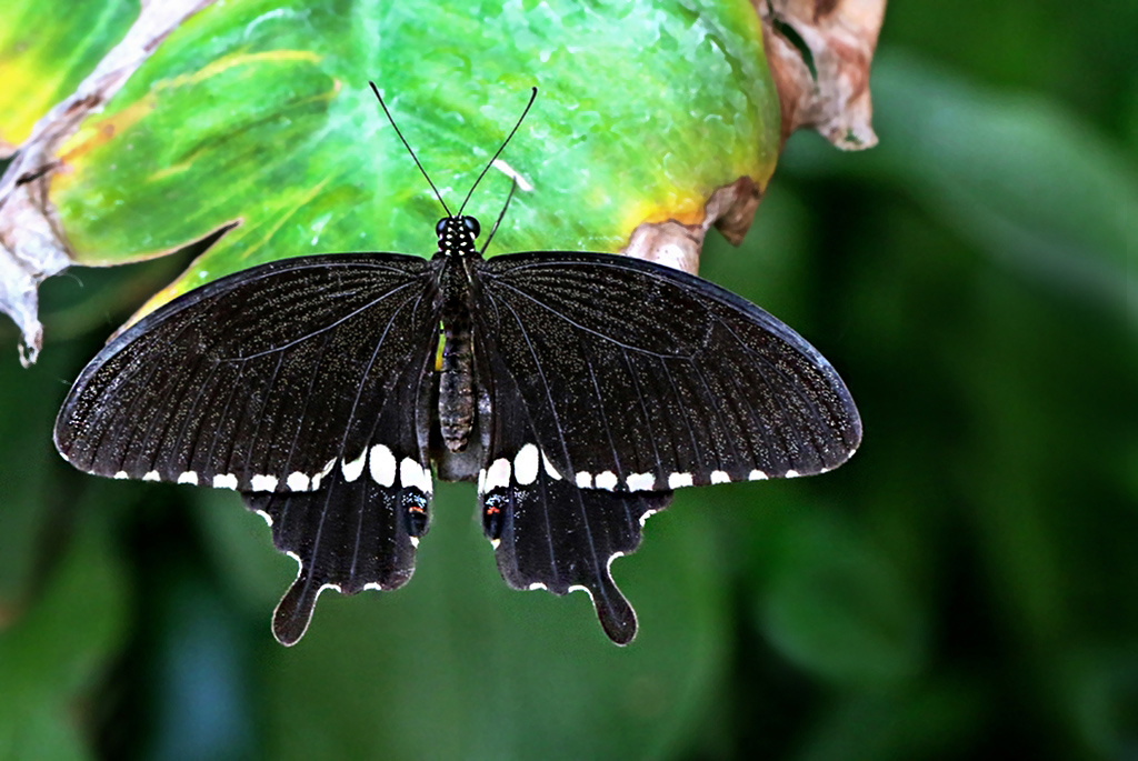 http://www.indianaturewatch.net/images/album/photo/10306176625a60f12ec9af6.JPG