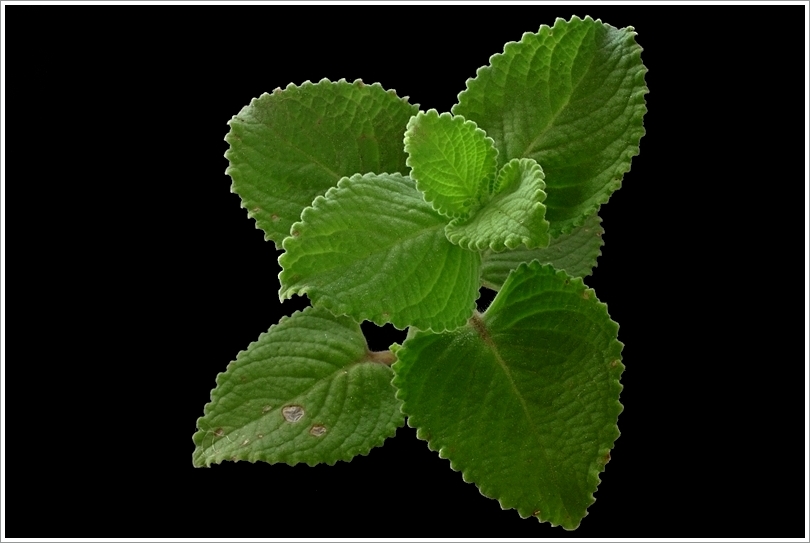 Thyme In Malayalam