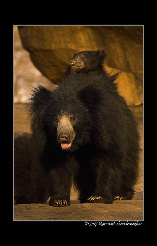 New tiger vs bear video. Tiger kills Sloth Bear family, after killing