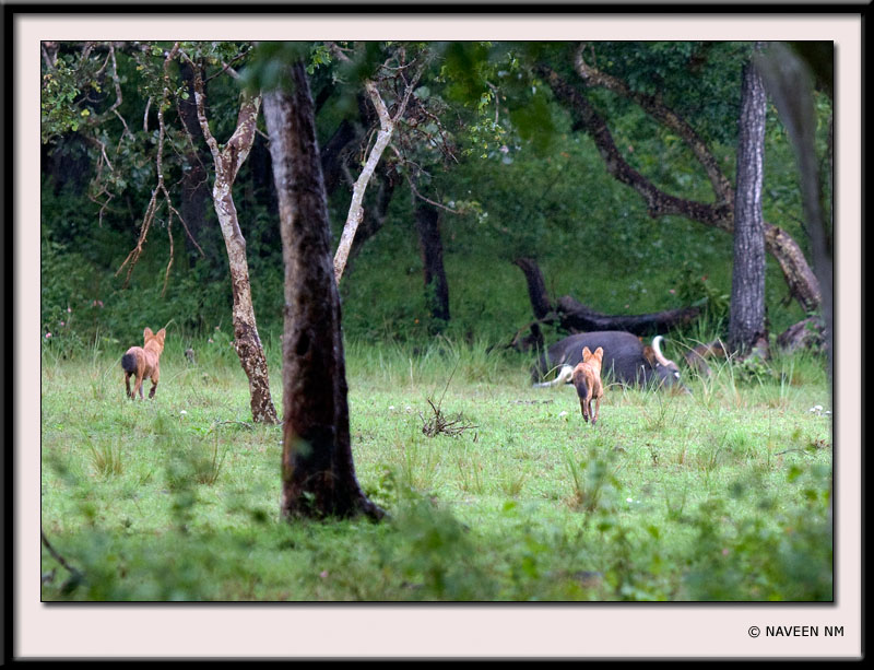 http://www.indianaturewatch.net/images/album/photo/1226730814c4b7f92c5568.jpg