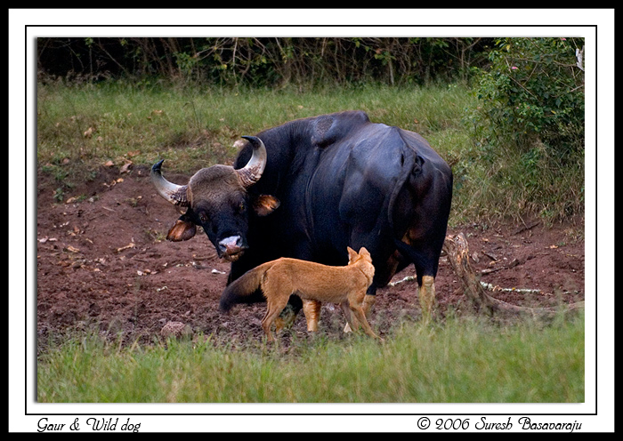 Wild Dogs (Dhole) -- Snow Leopard interaction - Page 2 - Animal vs Animal