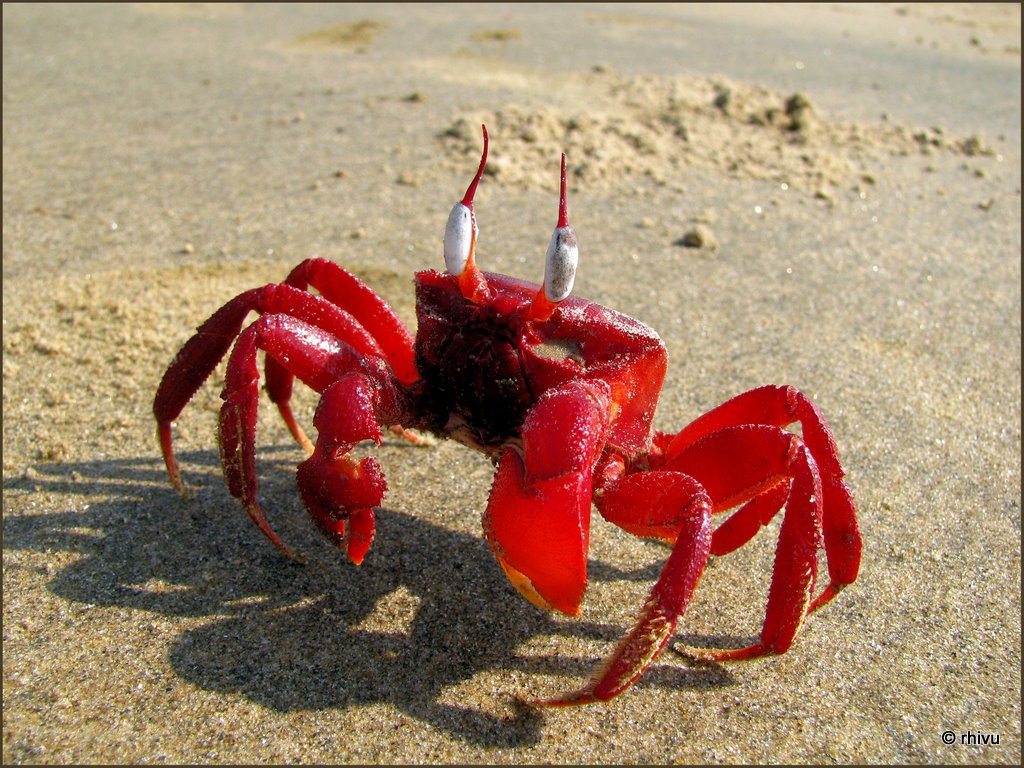Red Crab Pictures