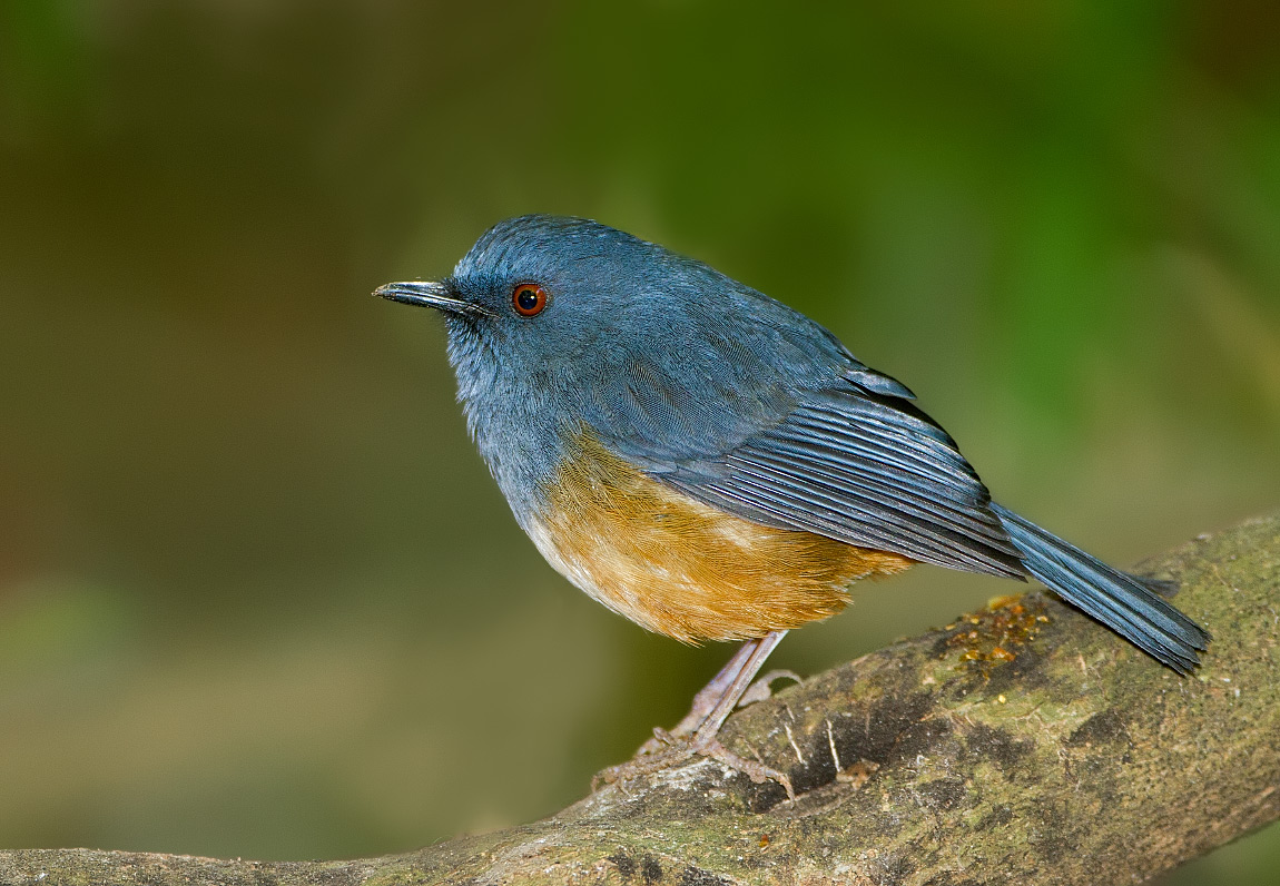 top 28 are robins protected birds very english simply top 28 are robins protected birds very english simply