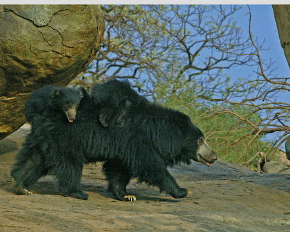 New tiger vs bear video. Tiger kills Sloth Bear family, after killing