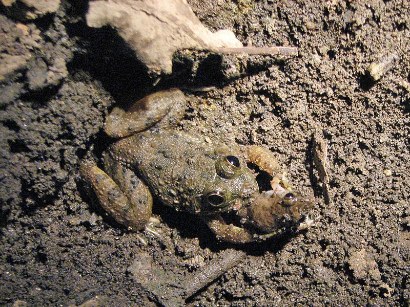Rana Tigrina