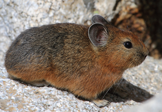 Himalayan Mouse Hare Animals Wild Small Pets Animals