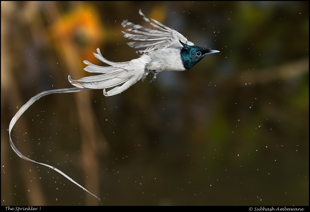 Asian paradise flycatcher in marathi