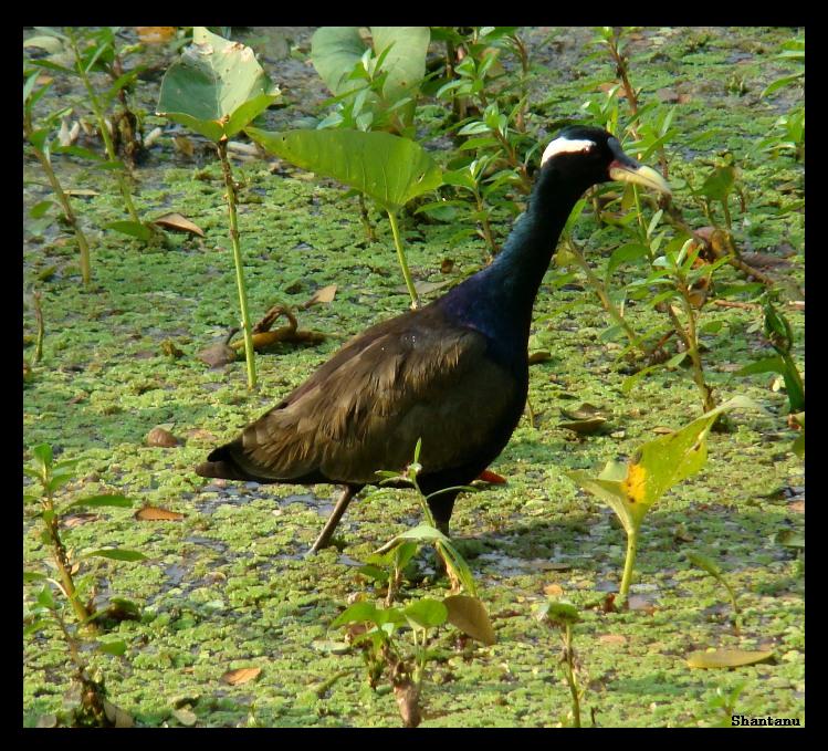 birds of kolkata