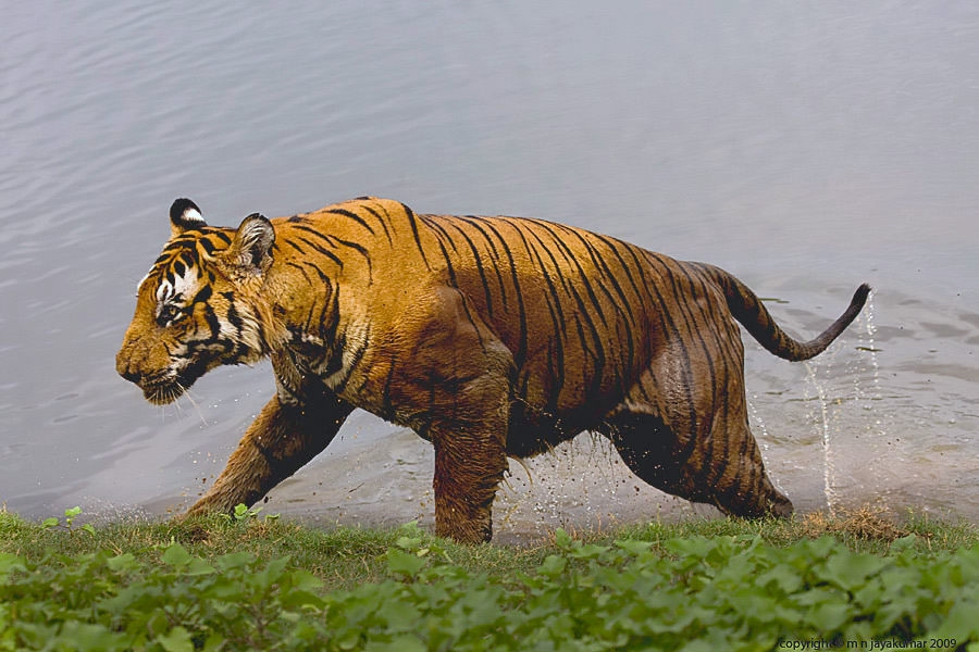 most muscular Bengal tiger ever? - Animal vs Animal Forums most muscular Bengal tiger ever? - Animal vs Animal Forums