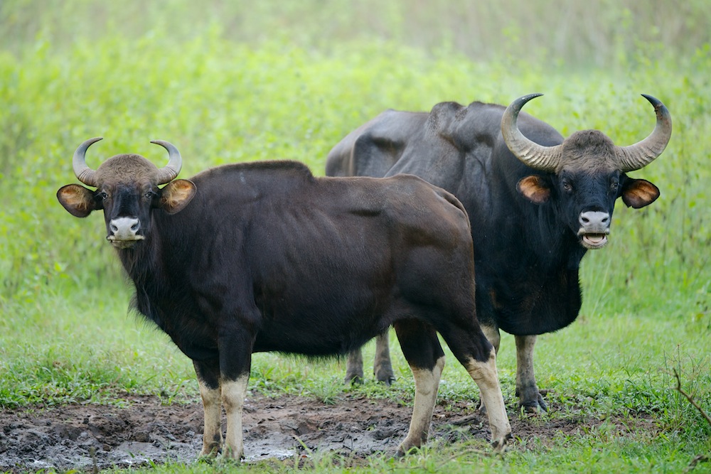 Gaur or Indian Bison (Bos gaurus) | Animals, Mammals, Pictures to draw