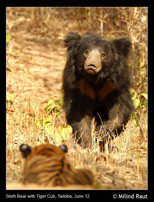 Sloth Bear & Tiger Relations | Message Board