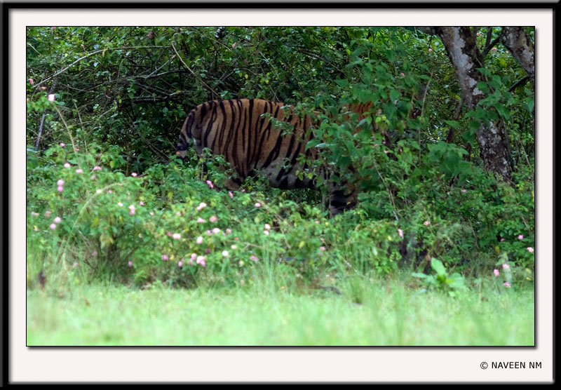 Tiger Predation on Adult Gaur/Wild Water Buffalo and other Bovids