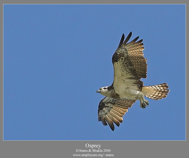Osprey