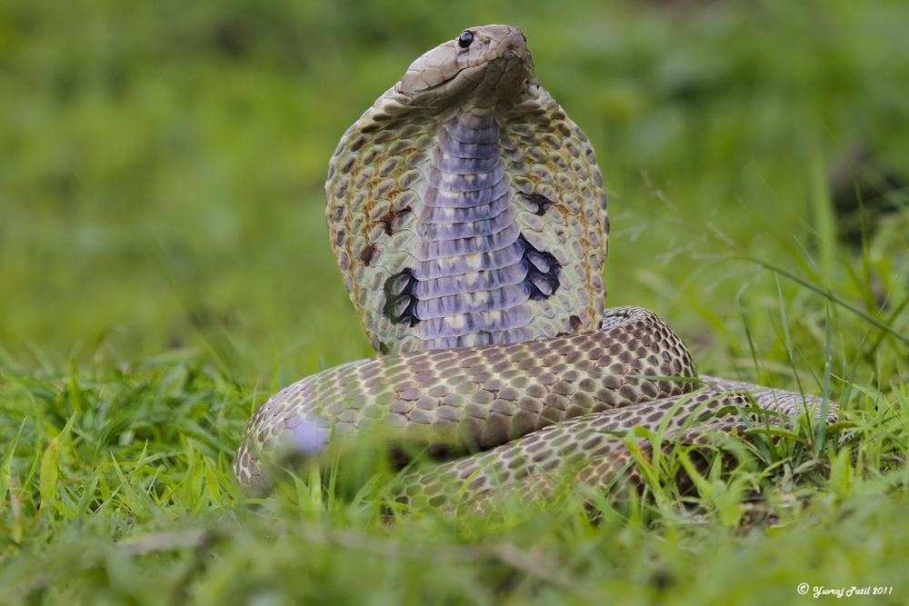 Snake Nag