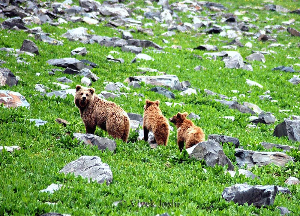 Brown Bear India Message Board brown-bear-india-message-board