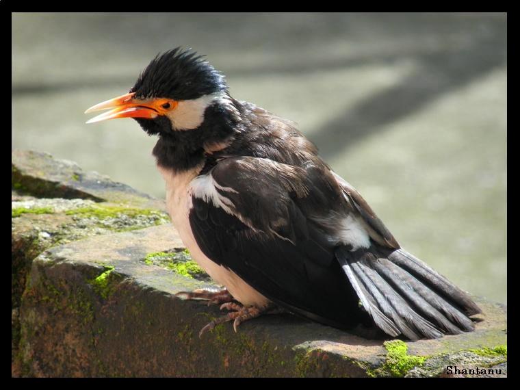 birds of kolkata