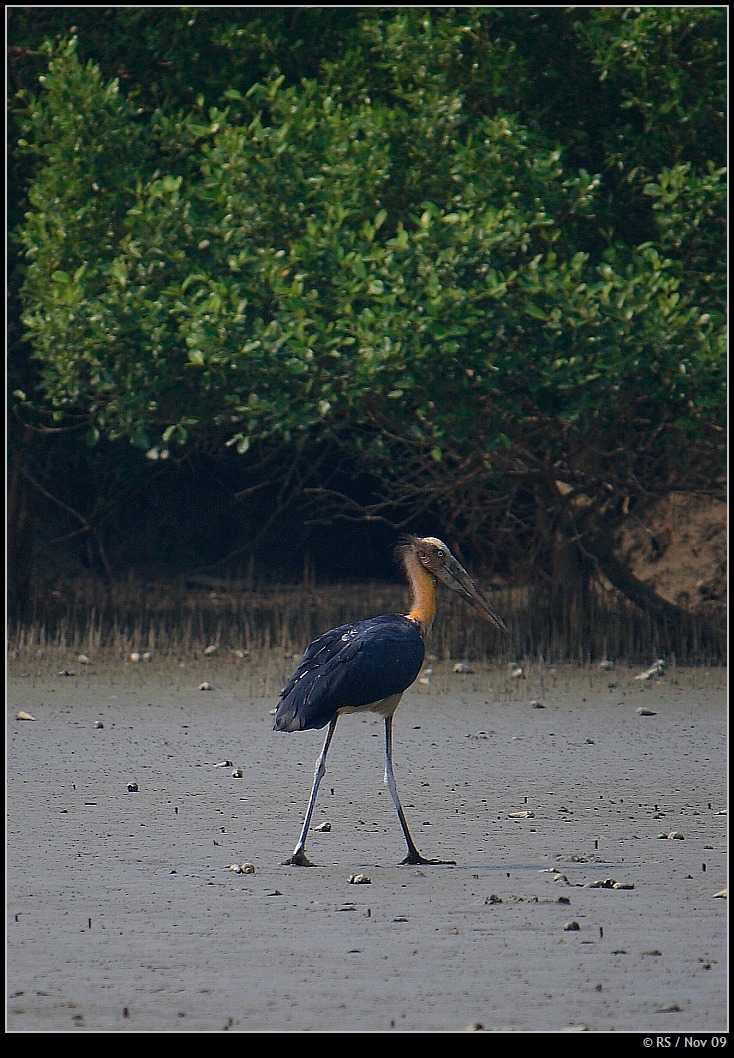 Lesser Adjutant stork, courtesy Ravi Sundaresan