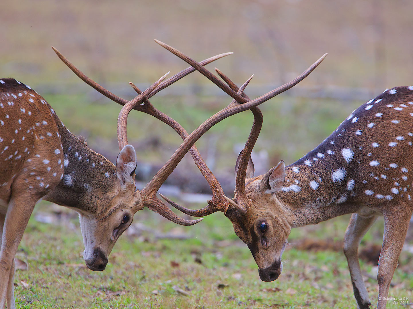 108 Best Axis deer images Deer, Deer Hunting, Red deer