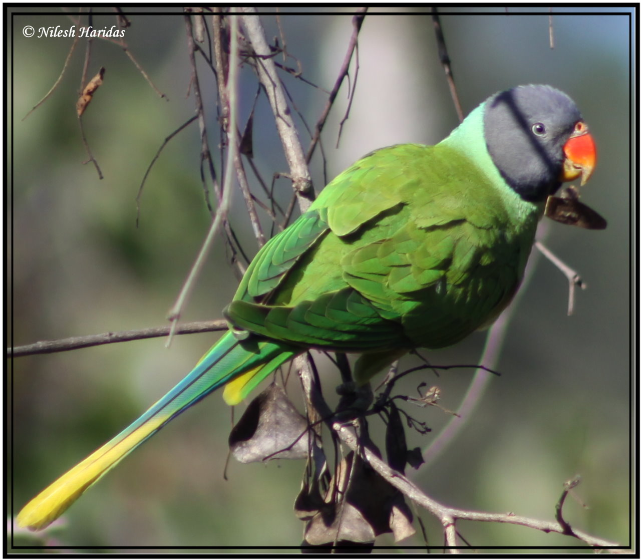 Slaty Headed Parakeet