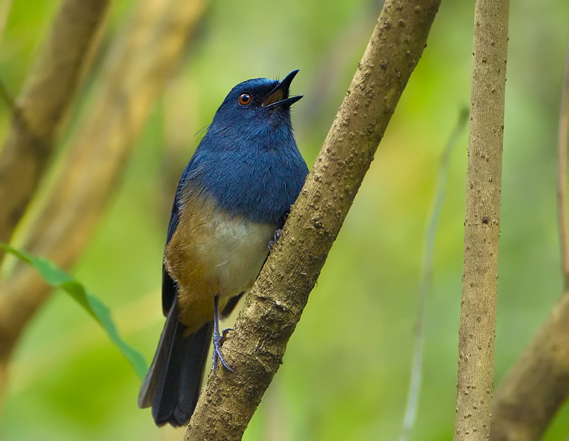 White Bellied Shortwing