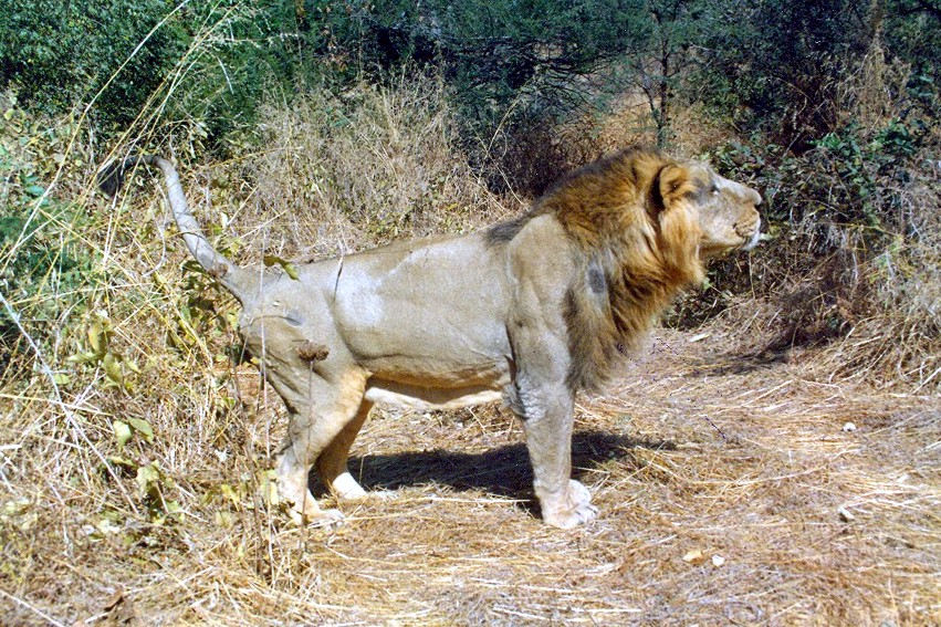 Where is the Asiatic Lion in the food chain?