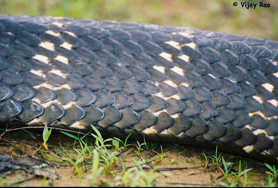 Cobra Scales