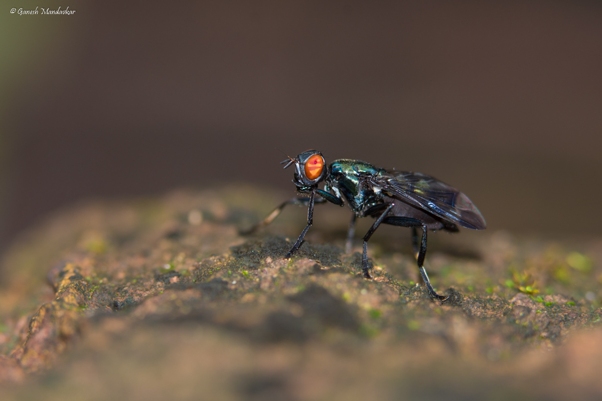 www.indianaturewatch.net/images/album/photo/19603891625d5170622dc1a.jpg