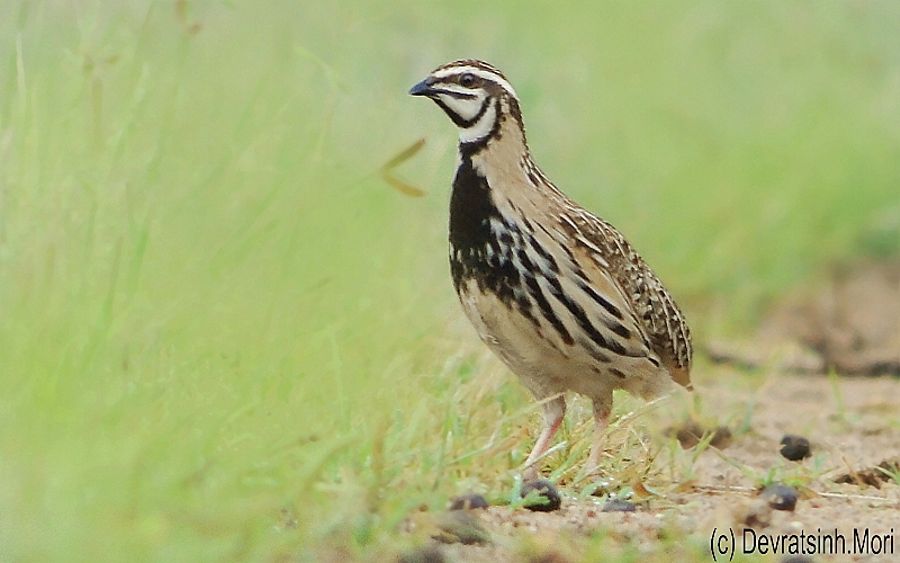 20201129514e64dd9caf8d8