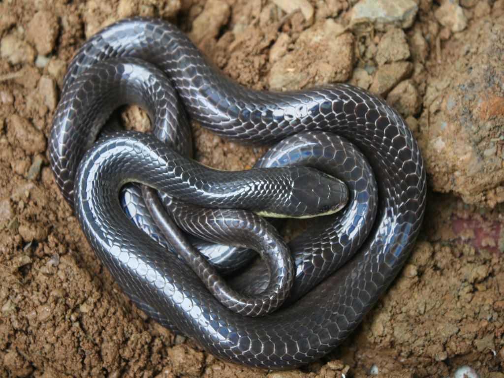 bungarus niger