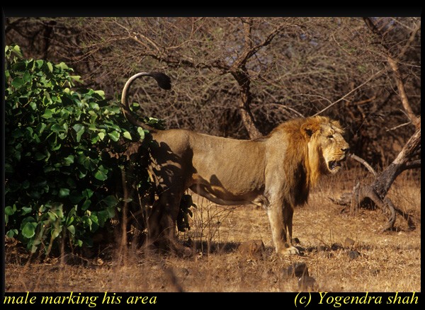 Bengal Tiger vs. Asiatic Lion - LeoTigris