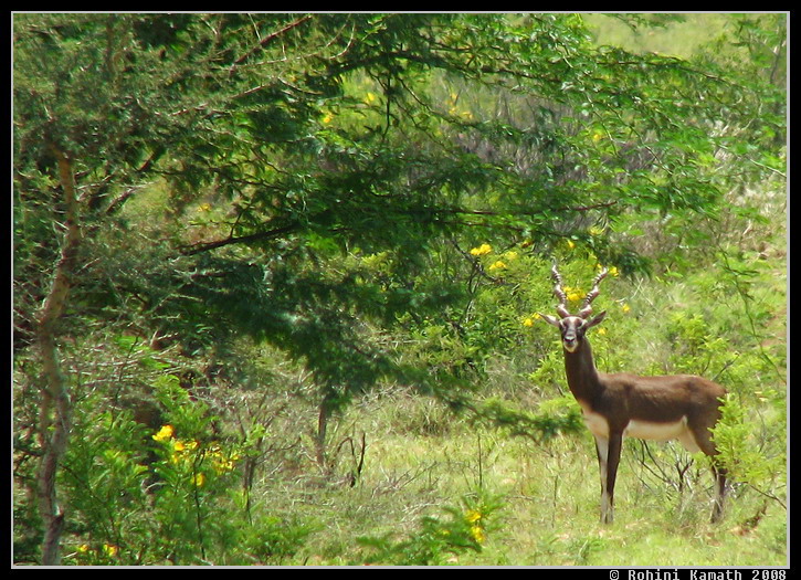 Black buck Male