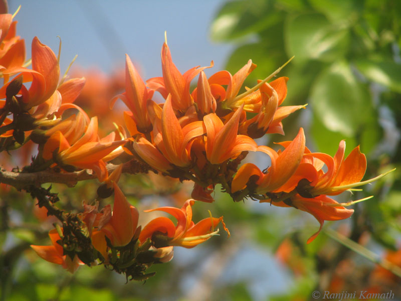 எறுழம்பூ எறுழம்பூ