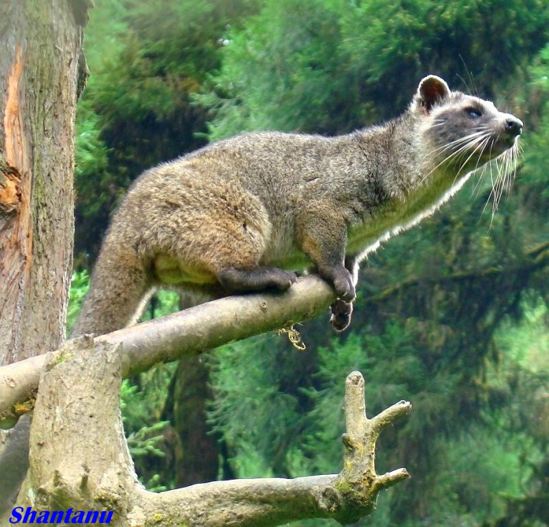 Masked Palm Civet s pictures, Masked Palm Civet images, Masked Palm Civet pictures to print, Photos of Masked Palm Civet