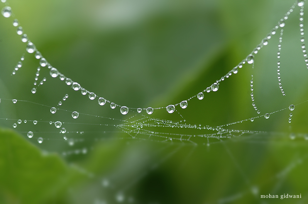 Image result for dewdrops 