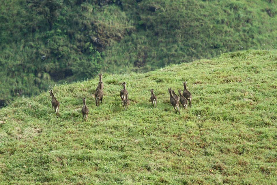 montane grasslands