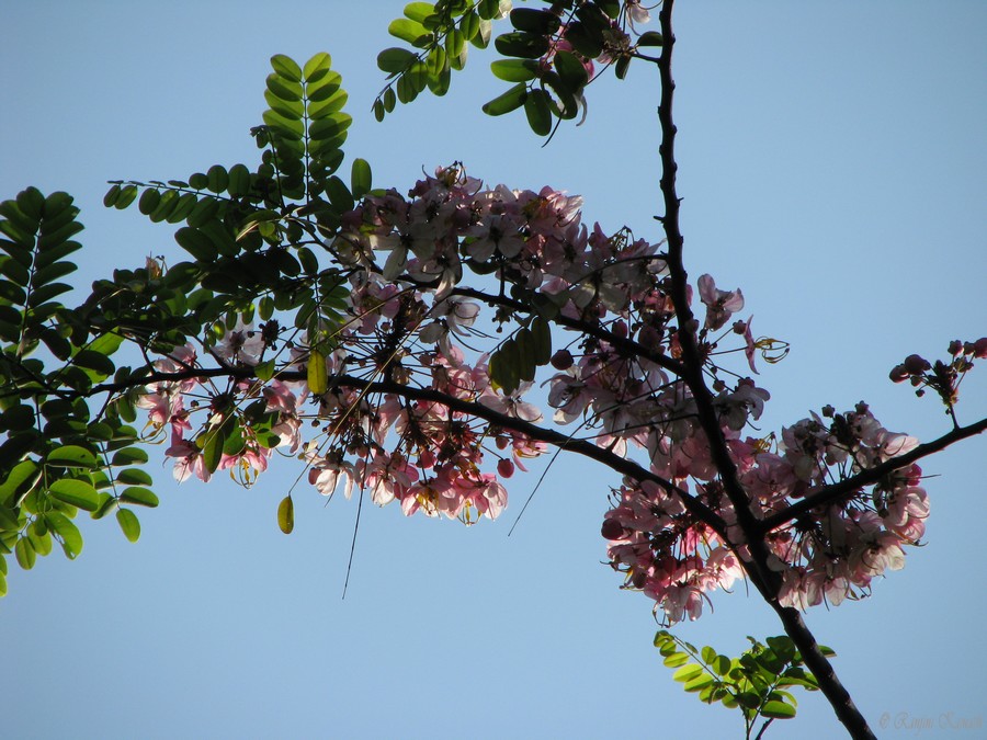 cassia species