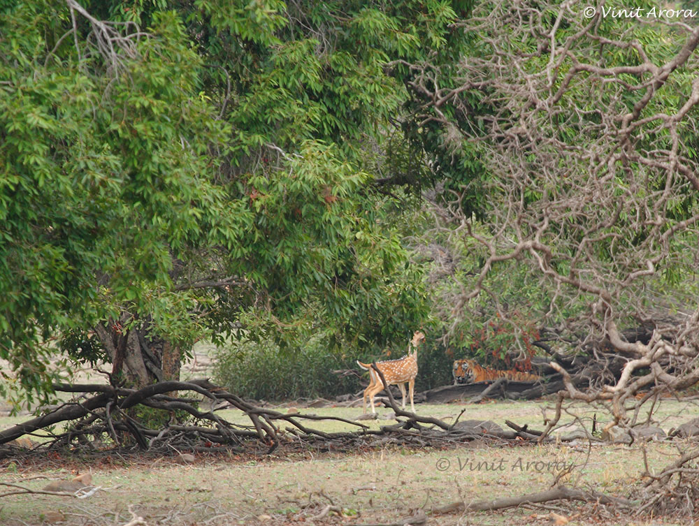 http://www.indianaturewatch.net/images/album/photo/43604968653af7c31e3800.jpg