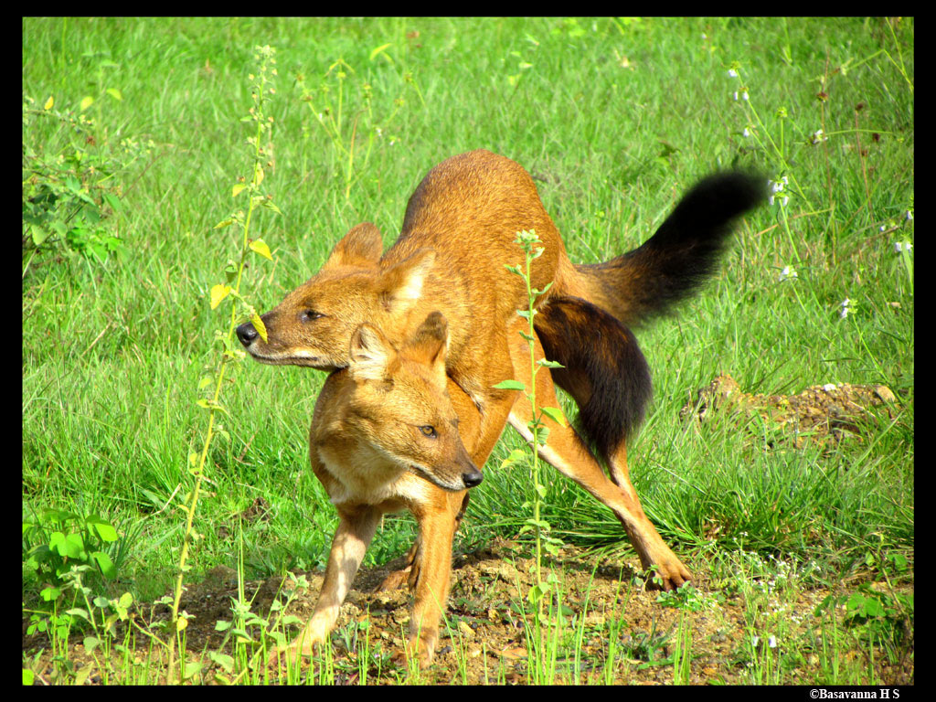 how dogs mate pin dogs mating on how dogs mate pin dogs mating on