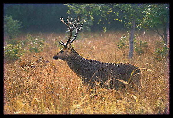 http://www.indianaturewatch.net/images/album/photo/543058262475fa585046ab.jpg