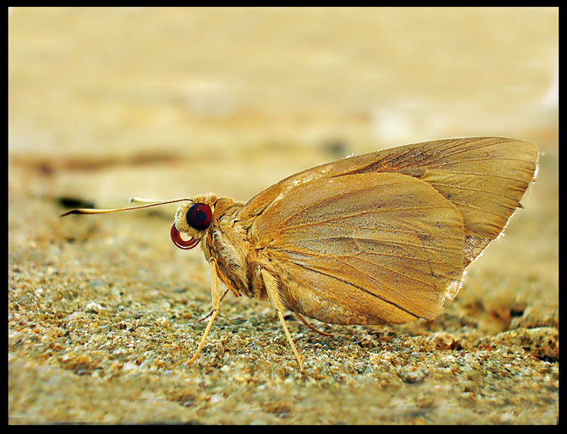 Banana Skipper
