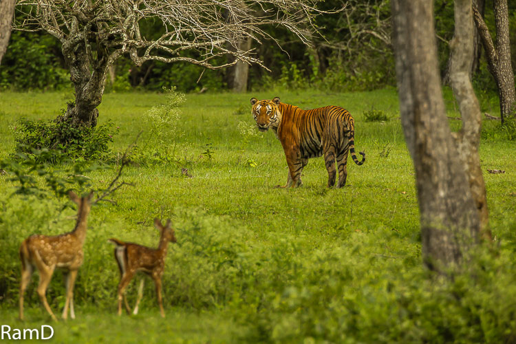 http://www.indianaturewatch.net/images/album/photo/67033876453cc7a3d87962.jpg