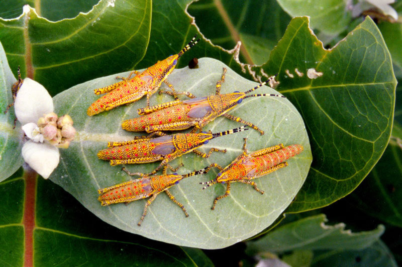 Image result for POECILOCERUS