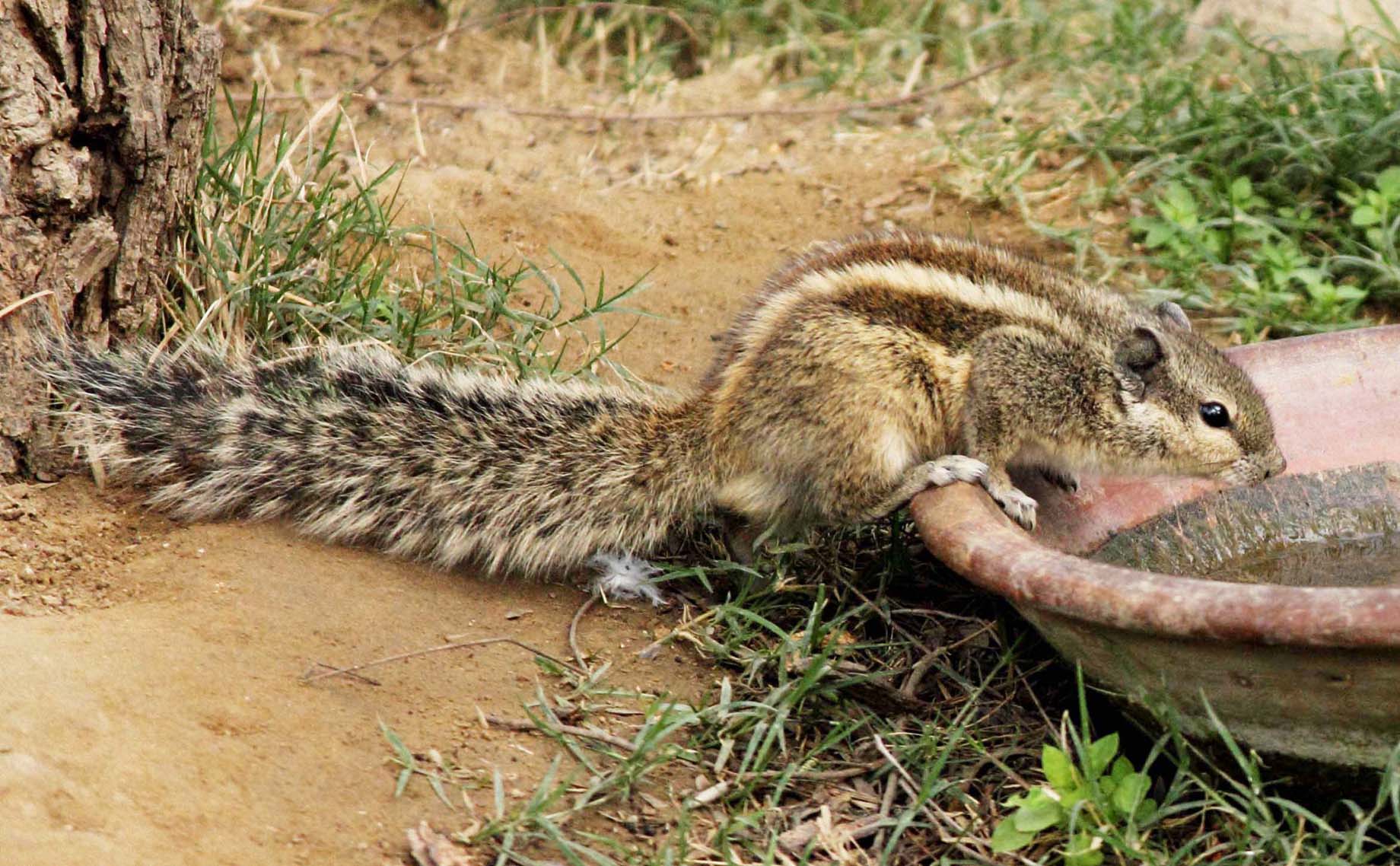 Photos of Indian Palm Squirrel , Pictures and Photos, Indian Palm Squirrel photos, Picture of a Indian Palm Squirrel