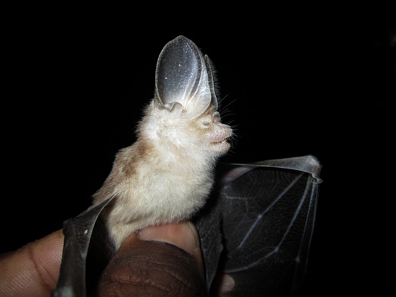 Dusky leaf nosed bat Alchetron, The Free Social Encyclopedia