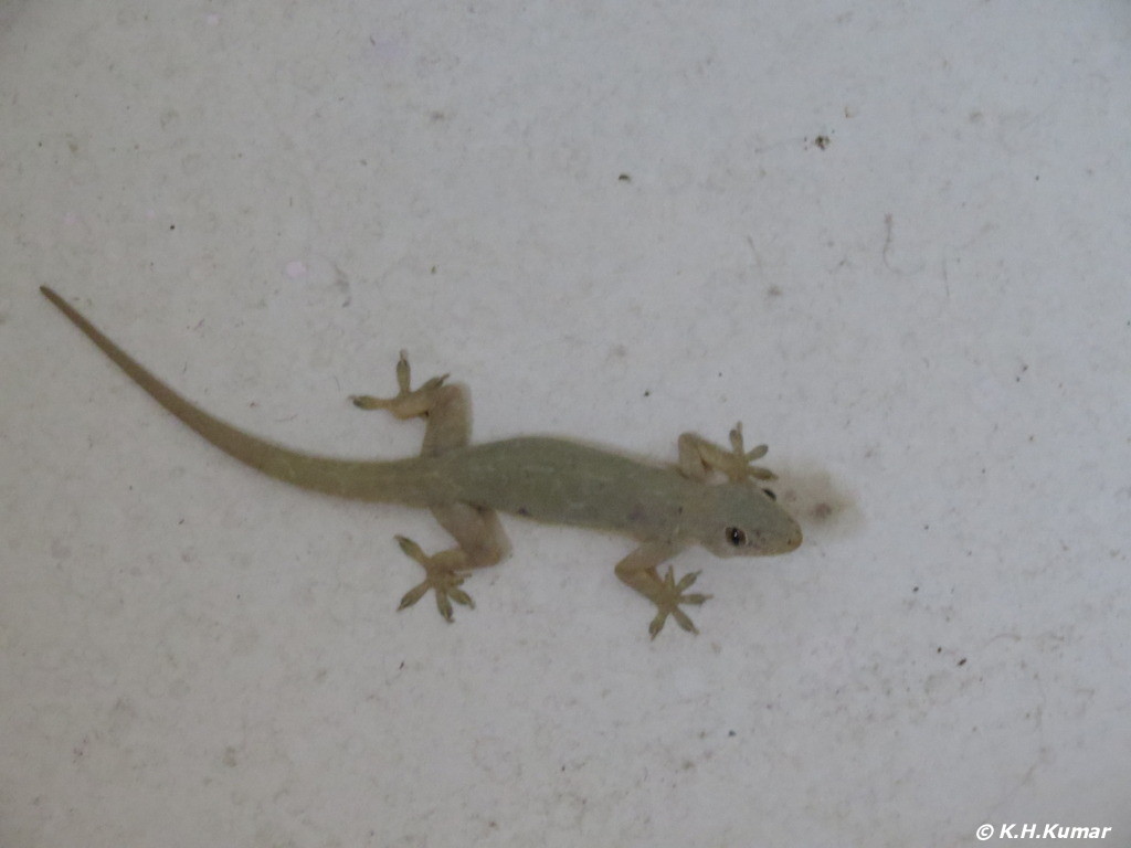 Lizard House