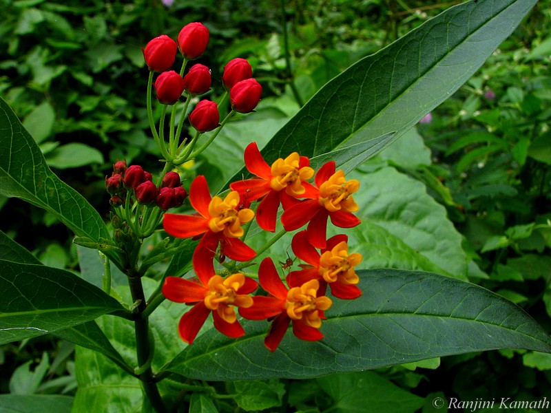 Hindi Flowers