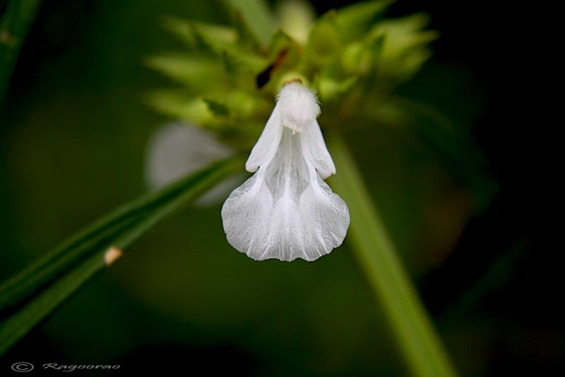 lord shiva flowers