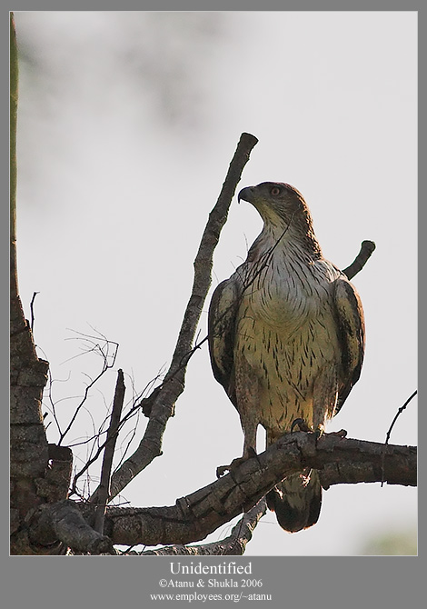 Bonneli's Eagle